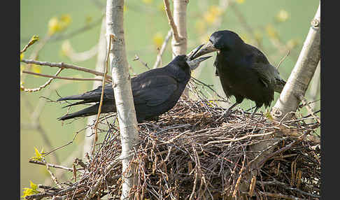 Saatkrähe (Corvus frugilegus)