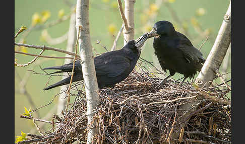 Saatkrähe (Corvus frugilegus)