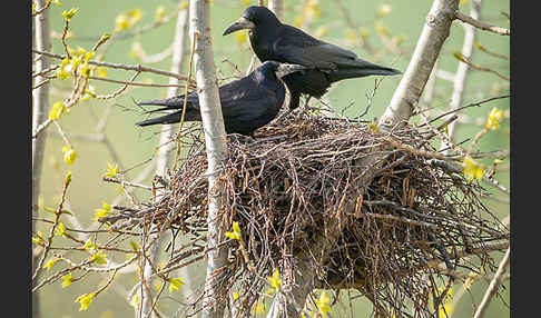 Saatkrähe (Corvus frugilegus)