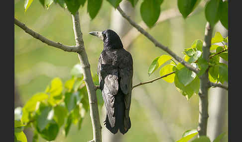 Saatkrähe (Corvus frugilegus)