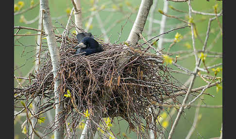 Saatkrähe (Corvus frugilegus)