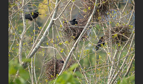 Saatkrähe (Corvus frugilegus)