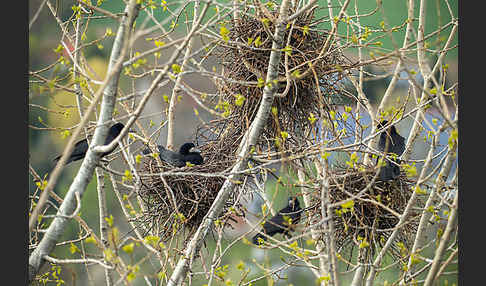 Saatkrähe (Corvus frugilegus)