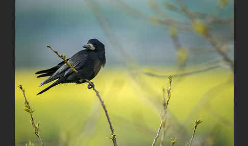 Saatkrähe (Corvus frugilegus)