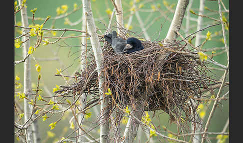 Saatkrähe (Corvus frugilegus)