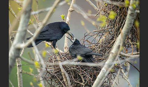 Saatkrähe (Corvus frugilegus)