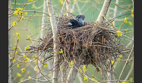 Saatkrähe (Corvus frugilegus)