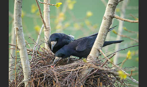 Saatkrähe (Corvus frugilegus)