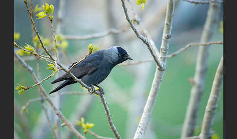 Dohle (Corvus monedula)