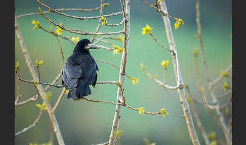 Saatkrähe (Corvus frugilegus)