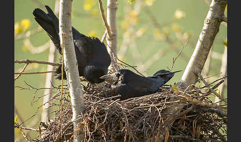 Saatkrähe (Corvus frugilegus)