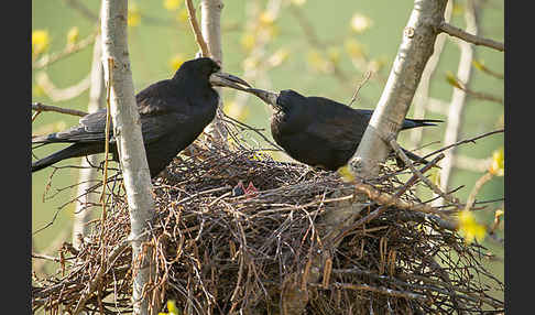 Saatkrähe (Corvus frugilegus)