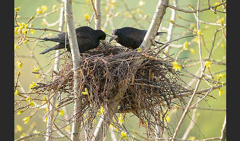 Saatkrähe (Corvus frugilegus)