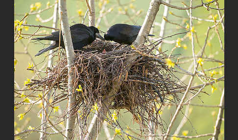 Saatkrähe (Corvus frugilegus)