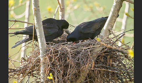 Saatkrähe (Corvus frugilegus)