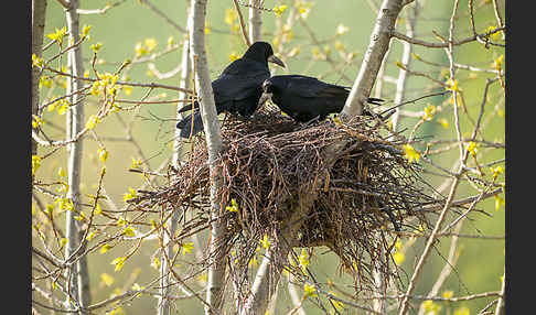 Saatkrähe (Corvus frugilegus)