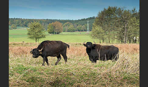 Wasserbüffel (Bubalus arnee)