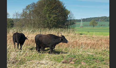 Wasserbüffel (Bubalus arnee)