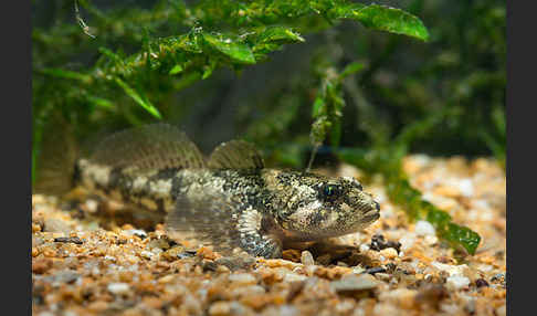 Westgroppe (Cottus gobio)