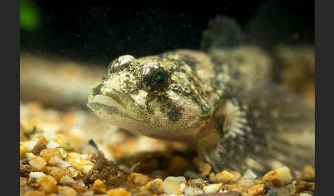 Westgroppe (Cottus gobio)