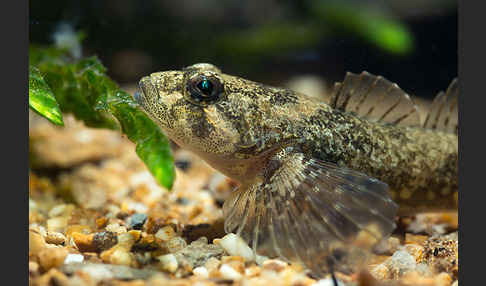 Westgroppe (Cottus gobio)