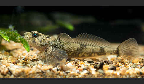 Westgroppe (Cottus gobio)