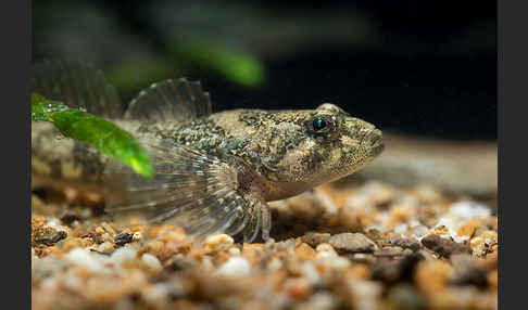 Westgroppe (Cottus gobio)