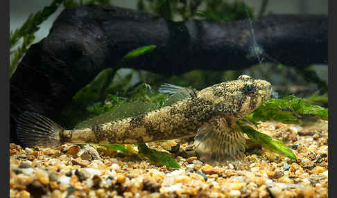 Westgroppe (Cottus gobio)