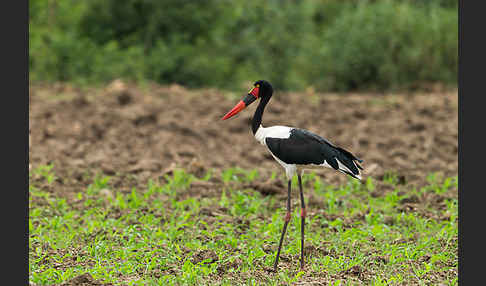 Sattelstorch (Ephippiorhynchus senegalensis)