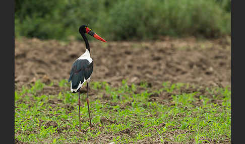 Sattelstorch (Ephippiorhynchus senegalensis)