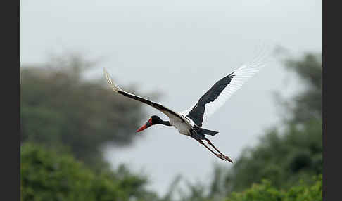 Sattelstorch (Ephippiorhynchus senegalensis)