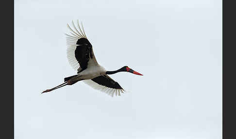 Sattelstorch (Ephippiorhynchus senegalensis)