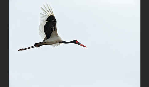 Sattelstorch (Ephippiorhynchus senegalensis)