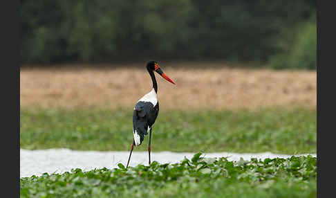 Sattelstorch (Ephippiorhynchus senegalensis)