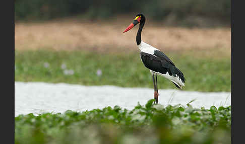 Sattelstorch (Ephippiorhynchus senegalensis)