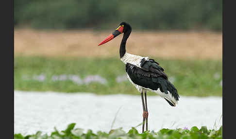 Sattelstorch (Ephippiorhynchus senegalensis)