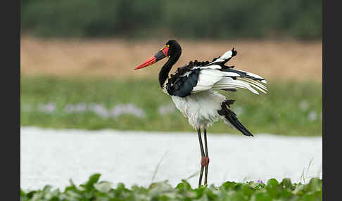 Sattelstorch (Ephippiorhynchus senegalensis)