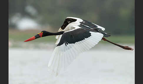 Sattelstorch (Ephippiorhynchus senegalensis)