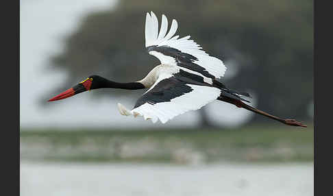 Sattelstorch (Ephippiorhynchus senegalensis)