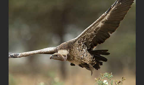 Sperbergeier sspec. (Gyps rüppellii erlangeri)