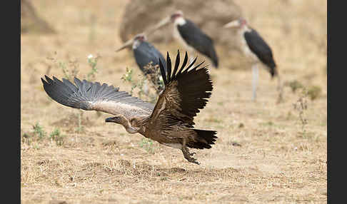 Weißrückengeier (Gyps africanus)