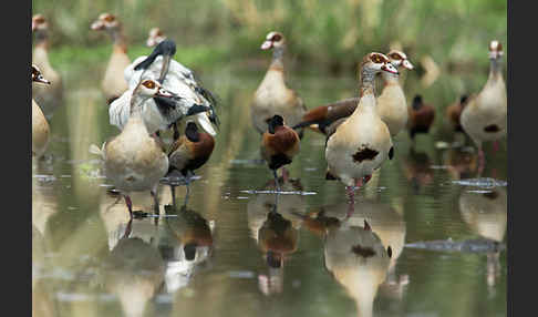 Nilgans (Alopochen aegyptiacus)