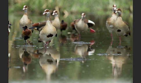 Nilgans (Alopochen aegyptiacus)