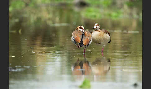 Nilgans (Alopochen aegyptiacus)