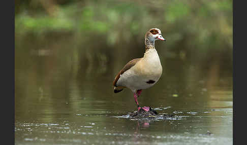 Nilgans (Alopochen aegyptiacus)