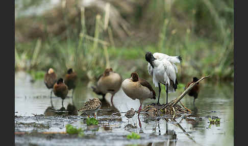 Heiliger Ibis (Threskiornis aethiopicus)