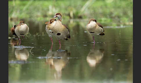 Nilgans (Alopochen aegyptiacus)