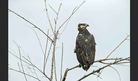 Schreiseeadler (Haliaeetus vocifer)