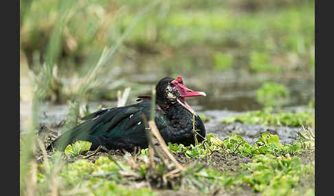 Sporngans (Plectropterus gambensis)