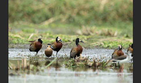 Witwenpfeifgans (Dendrocygna viduata)